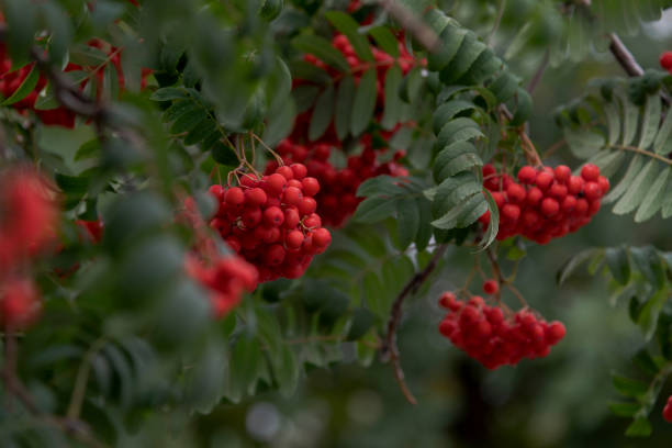 istock Rowan tree fruits among green leaves 1348696739