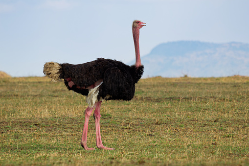 Common Ostrich - Struthio camelus is a species of flightless bird native to large areas of Africa , the largest living bird, long strong red legs, long neck, small head, big bird in savannah.