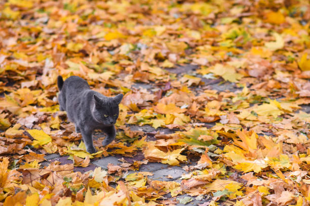 istock dark gray cat walks through the yellow autumn foliage 1348699286