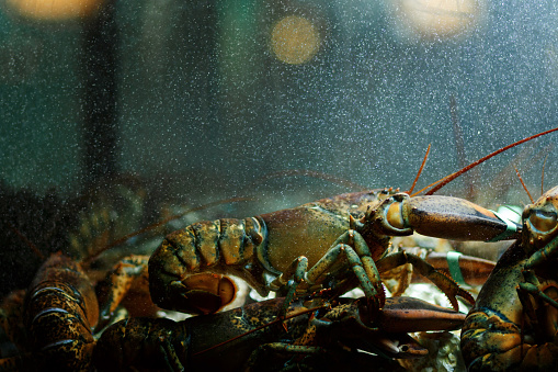 A live caught lobster sitting at the bottom of a brightly lit tank waiting to be cooked and eaten.Maine lobster Homarus Americanus.