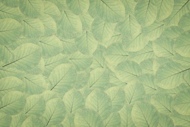 istock Abstract green leaf texture, nature background, tropical leaf 1348709564