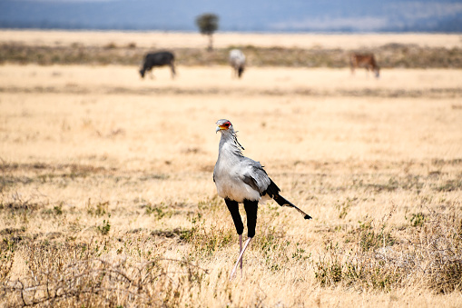 Full shot of a secretary bird walking in the savanna of Serengeti National Park in Tanzania