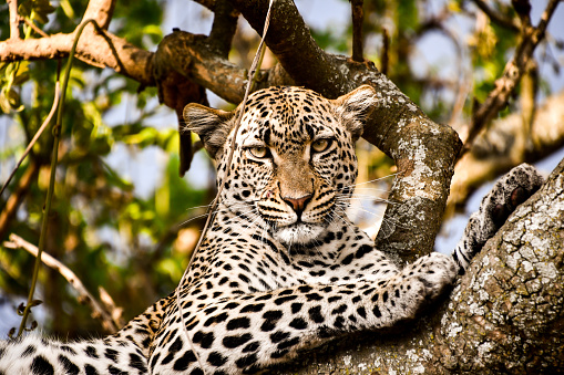 Medium shot os a leopard on a tree with its head up looking at the camera in Serengeti National Park in Tanzania.