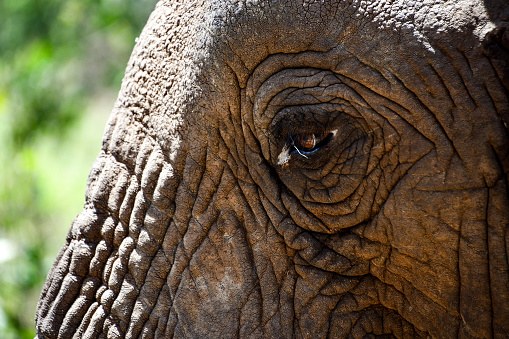 Close up of the eye of an old elephant in Lake Manyara National Park in Tanzania.