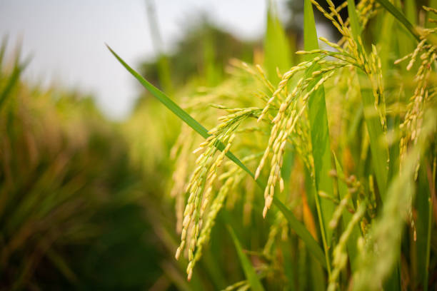 istock raw rice or paddy crop field. organic agriculture 1348717238