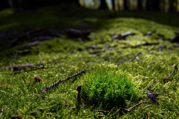 Moody forest scene with fresh green moss