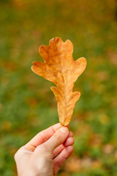 istock Hand holds an oak leaf against a background of grass 1348719501