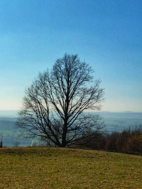 Tree in franconian Landscape