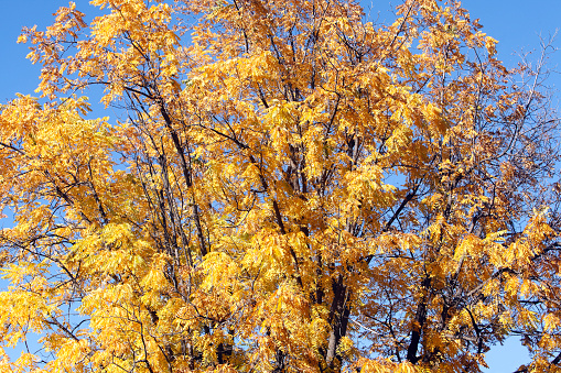 Golden yellow Black Walnut tree in autumn. Second oldest Black Walnut tree in Vernon.