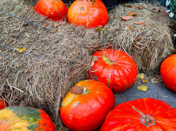 istock pumpkins and gourds 1348724523