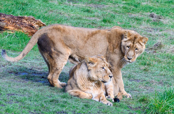 istock A pair of lionesses on an open grass plain 1348728286