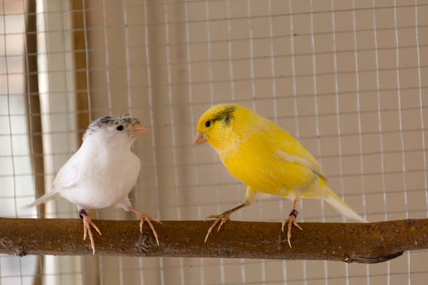 los canarios se paran en una percha en una jaula y juegan en casa - beak biology bird multi colored fotografías e imágenes de stock