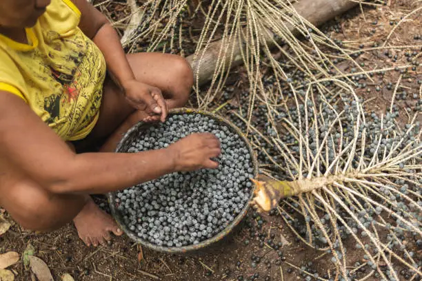 Photo of Female worker manually scavenging acai fruits just harvested in the forest