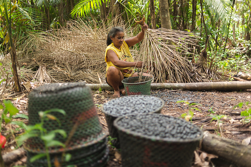 Female worker manually threshing acai fruits from the bunch in the forest. 
