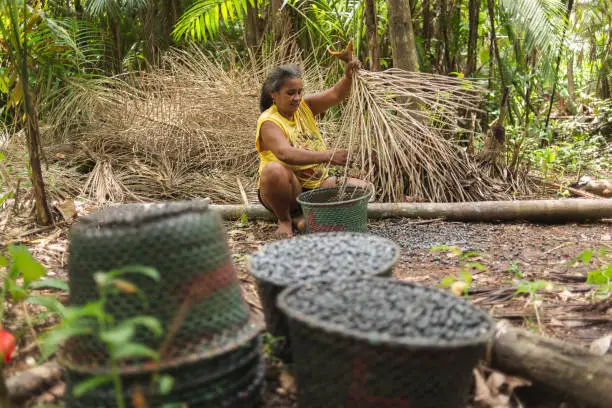 Harvesting acai native from Amazon, in a traditional way. At the field, workers climb the acai palm trees tying their feet with an artisanal artifact known as "peconha", which helps them to reach the bunches to be cut. Then, threshing and scavenging operations are carried out, which consist, respectively, of releasing the fruits from the bunches and selecting them according to color or maturation stage. The fruits are packed in straw baskets, called "rasas" or "paneiros", and transported in boats to the place of sale. This entire shoot was carried out in Piquiarana-Miri river, located in Abaetetuba city (Para state), one of the most important producers of acai in the brazilian Amazon.