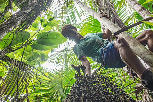 Trabajador bajando de una palmera de acai, llevando un montón de frutas recién cosechadas photo