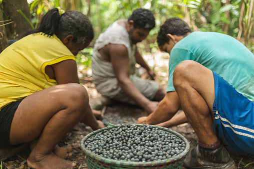 Harvesting acai native from Amazon, in a traditional way. At the field, workers climb the acai palm trees tying their feet with an artisanal artifact known as 