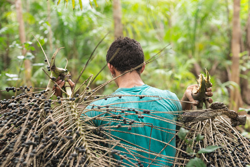 Harvesting acai native from Amazon, in a traditional way. At the field, workers climb the acai palm trees tying their feet with an artisanal artifact known as \