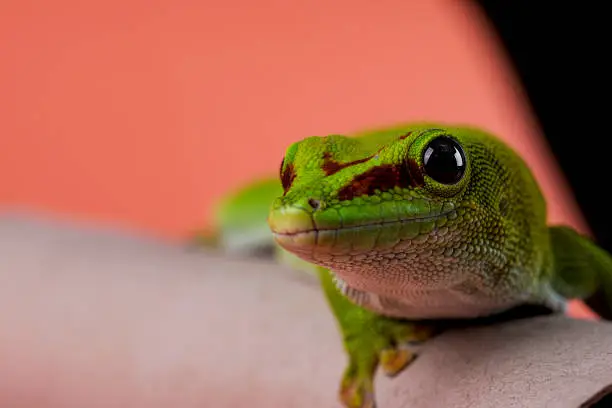 Photo of Madagascar Day Gecko on color background