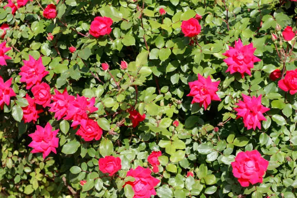 Close-up of very bright and sunny dark pink, light red rose bush with green leaves background. Close-up of sunny fuchsia like red pink roses blooming in the spring in southern Connecticut in the day.