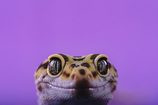 Leopard gecko on color background - Eublepharis macularius