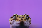 Sweet Leopard gecko on color background - Eublepharis macularius