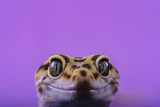 Sweet Leopard gecko on color background - Eublepharis macularius stock photo