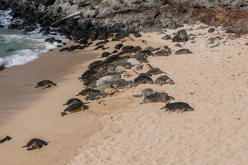 A large group of giant green sea turtles resting at the Hookipa Beach, Maui, Hawaii
