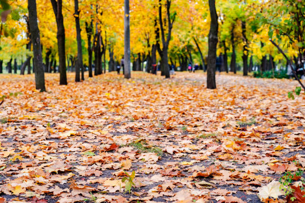 istock Autumn park, there are many fallen yellow leaves on the ground 1348751075