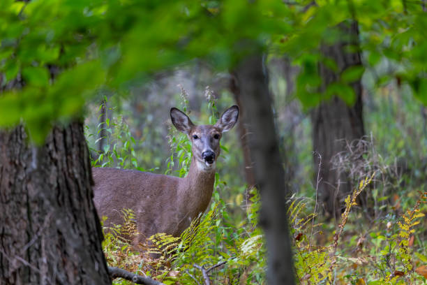 istock White-tailed deer or Virginia deer  in the autumn forest 1348756204