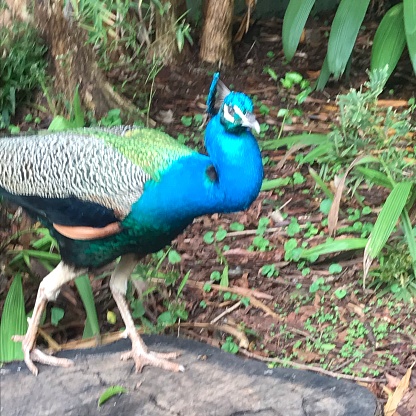 Peacock looking