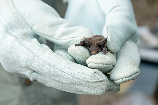 Wearing thick white gloves, a naturalist from The Nature Conservancy captures and gently shows a tiny and toothy Mexican free-tailed bat outside the Eckert James River Bat Cave Preserve in the hill country of Texas.