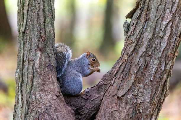 istock Eastern gray squirrel in the autumn forest 1348756400