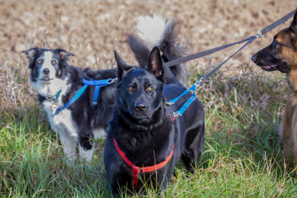 istock Beautiful young German shepherd dog on the leash protective of its owner 1348756547