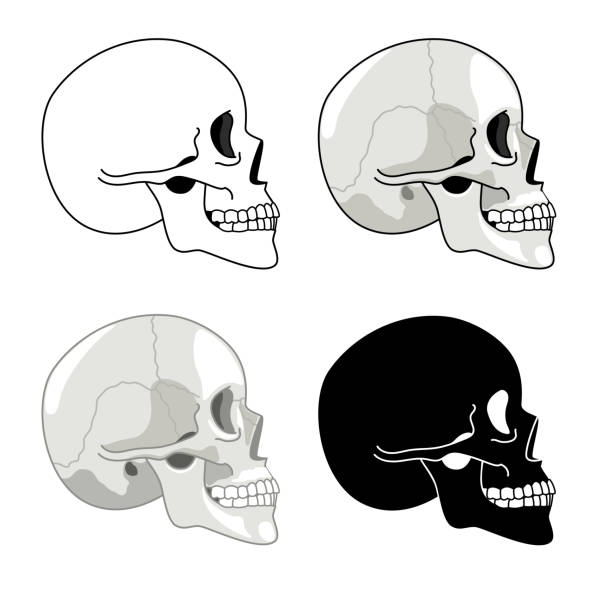 illustrazioni stock, clip art, cartoni animati e icone di tendenza di profilo del cranio. anatomia dettagliata e teschi a mezzetinte, set di parti della testa dello scheletro, immagini del cranio, simboli del cervello isolati su sfondo bianco - noggin