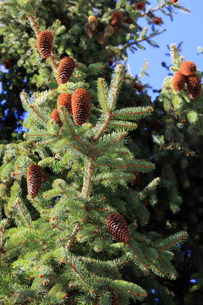 istock Branches of a fir tree laden with pine cones 1348760795
