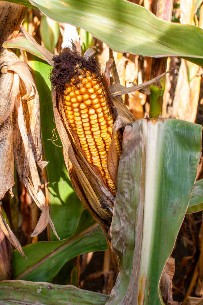 unharvested corn plant in autumn, St-Zotique, Quebec, Canada stock photo
