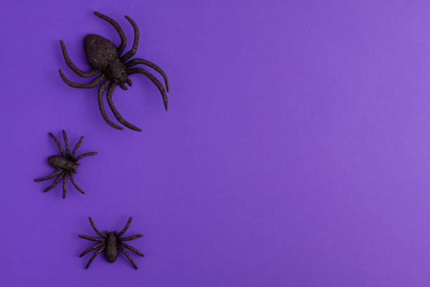 istock One big and two tiny black artificial spiders on vibrant purple background on the left with copy space. Halloween scary holiday and autumn concept. 1348762400