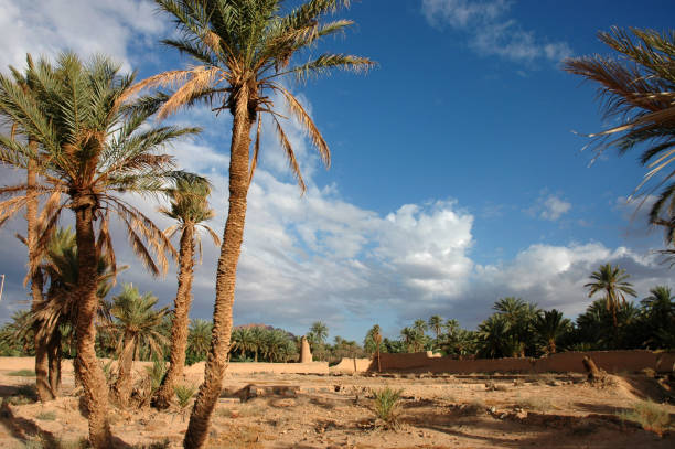 istock Palm grove of  Figuig in south-eastern Morocco 1348765706