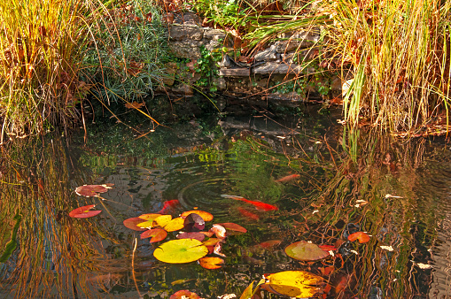 Beautiful pond with autumn yellow grasses and water lilies and red fish close-up on a sunny day in the garden