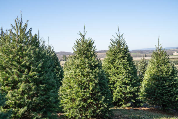 istock Beautiful Christmas Trees in a Row 1348767016