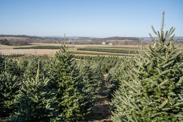 istock Beautiful Evergreen Trees Ready for Harvest on Tree Farm 1348767017