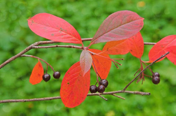 istock Cotoneaster branches with beautiful bright colorful red leaves and black berries close-up 1348767181