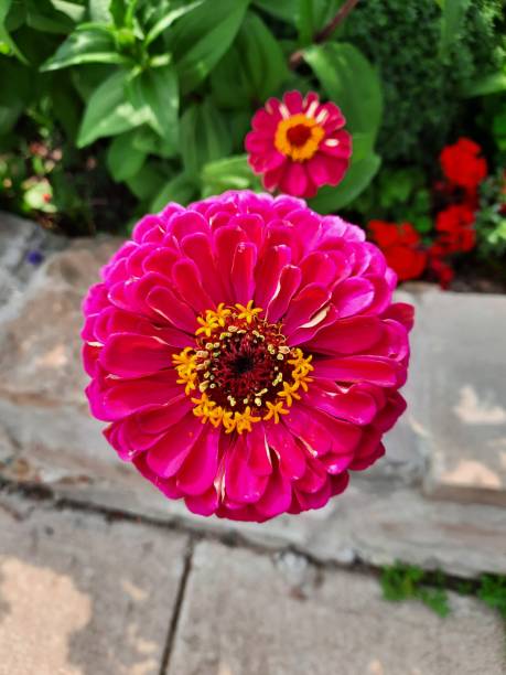 istock Pink and yellow flower 1348767386