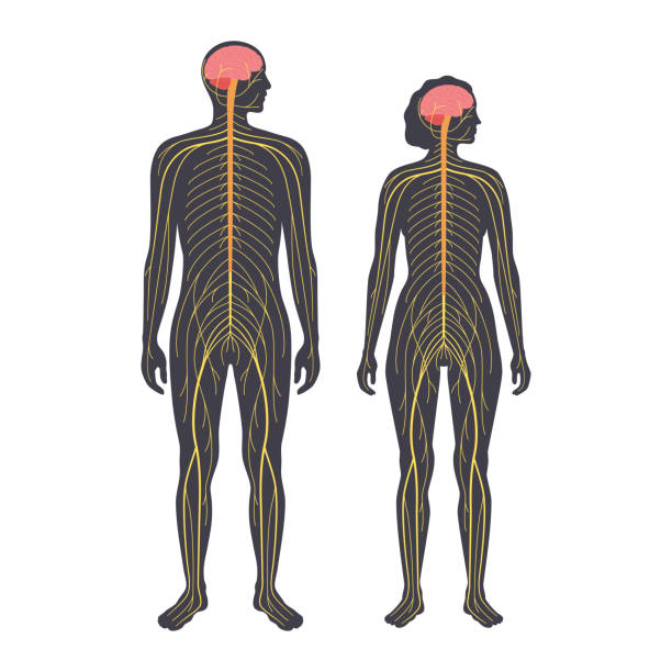 illustrations, cliparts, dessins animés et icônes de système nerveux humain - sensory perception human nervous system healthcare and medicine nerve cell