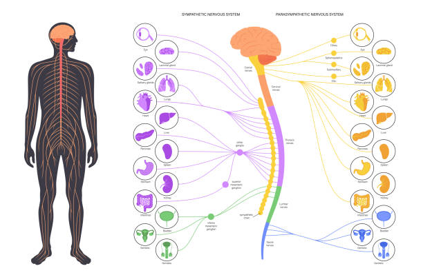 Autonomic Nervous System Stock Illustration - Download Image Now - Spine -  Body Part, Anatomy, Central Nervous System - iStock