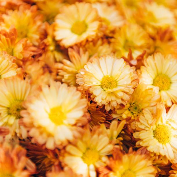 istock Orange chrysanthemum flowers 1348769233