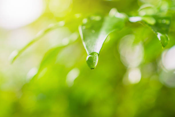 istock rain water drop on green leaf closeup natural background 1348769283