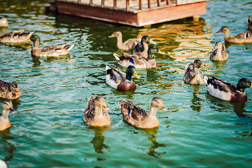 Pond with mallard ducks