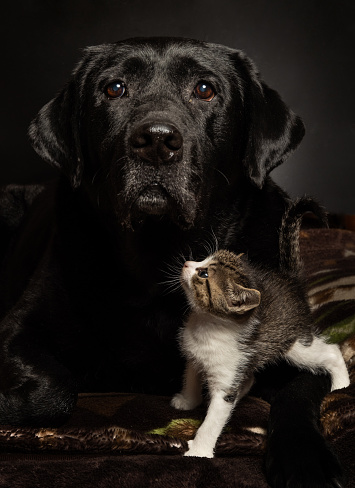 Unusual family bond with a tiny kitten and large Black Labrador dog.